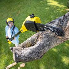 Best Tree Disease Treatment  in Mill City, OR